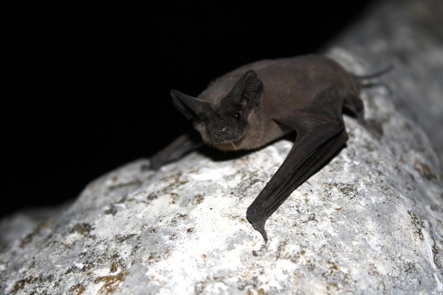 Bat Removal