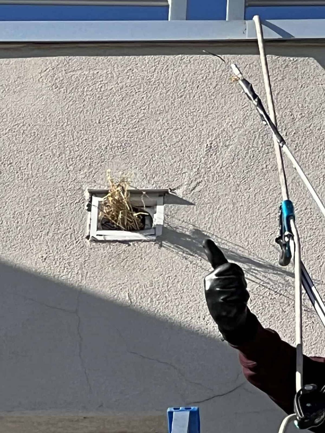Bird Removal