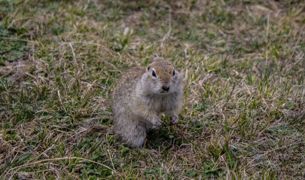 Gopher Removal