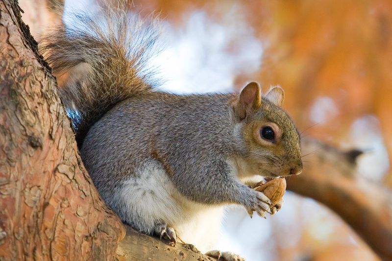Squirrel Removal