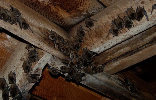 Bat colony in home requiring removal