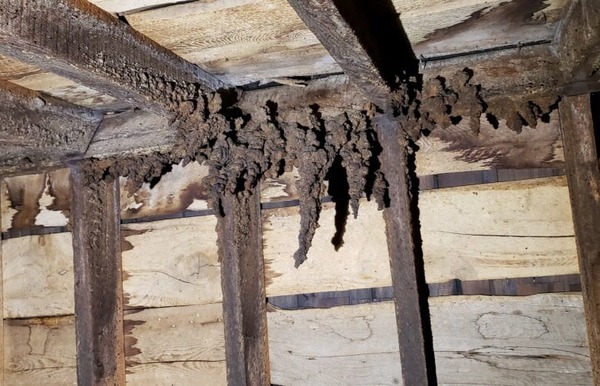 Bat guano damage in attic before removal