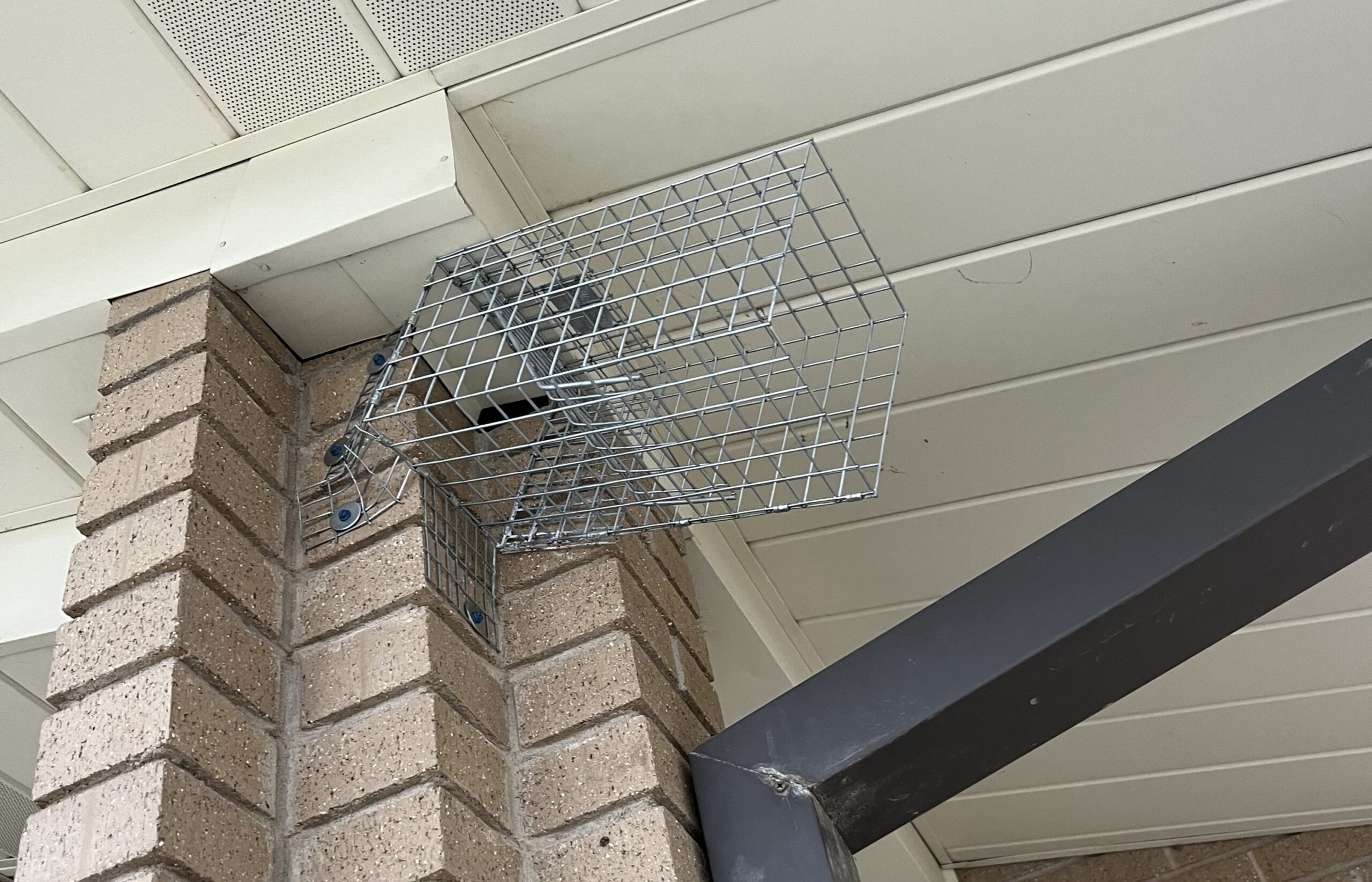 one-way bat exclusion device installation